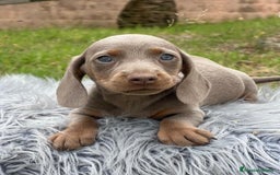 Teckel Miniatura perros en venta: TECKEL MINIATURA DISPONIBLES - Imagen 5