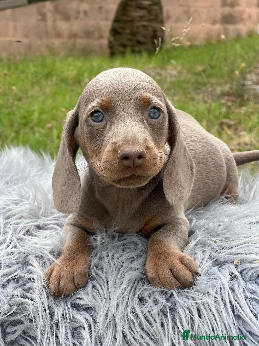 Teckel Miniatura perros en venta: TECKEL MINIATURA DISPONIBLES - Imagen 5
