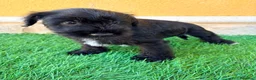 Schnauzer Miniatura perros en venta: Schnauzer miniatura negro  - Anuncio 6