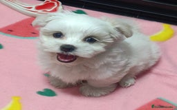 Bichón Maltés perros en venta: Bichón máltes coreanos  - Imagen 1