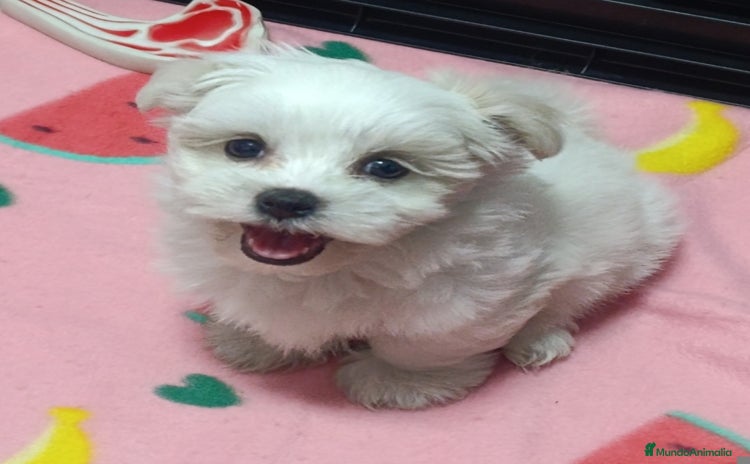 Bichón Maltés perros - Anuncio 5