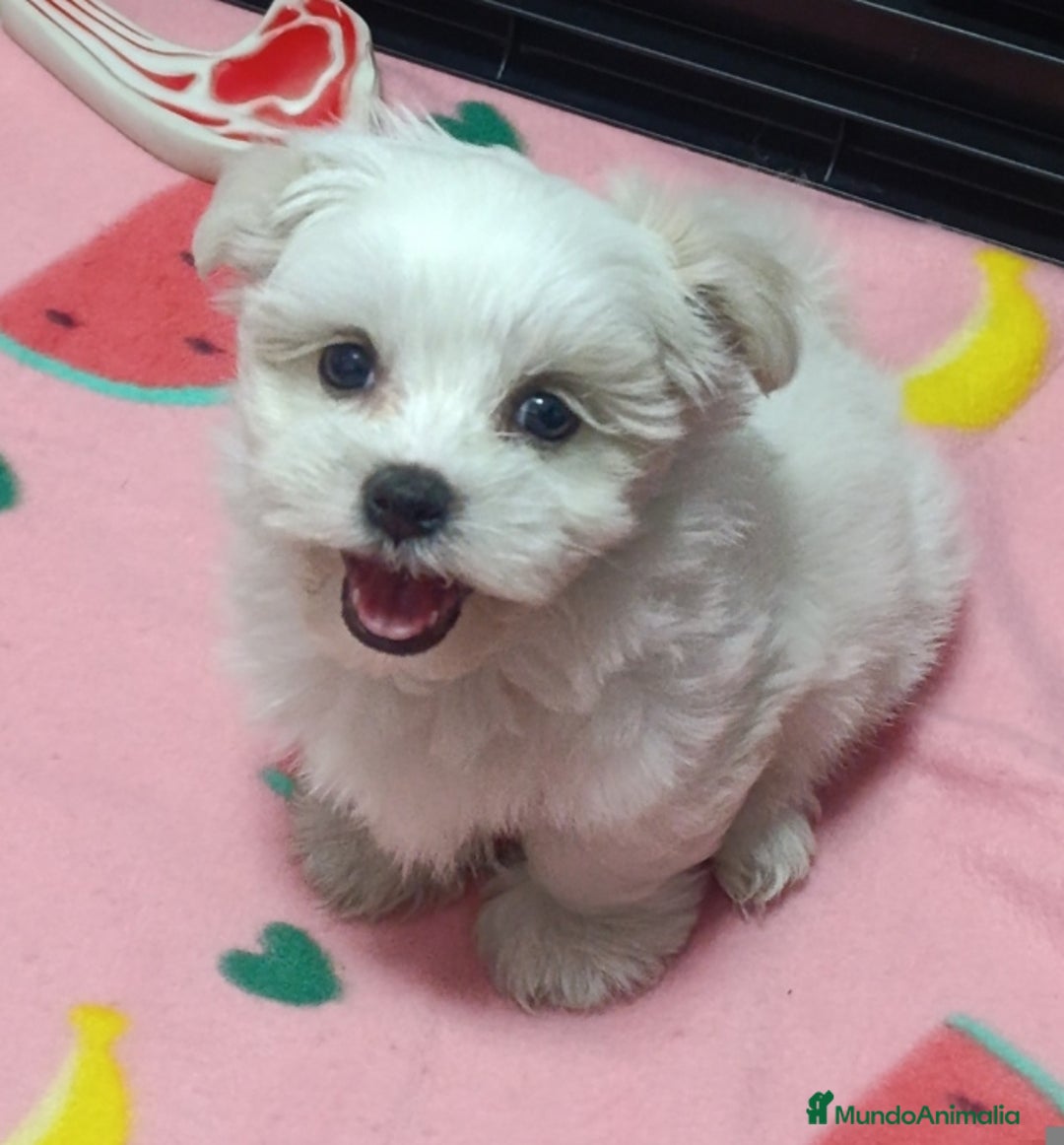 Bichón Maltés perros en venta: Bichón máltes coreanos  - Imagen 1