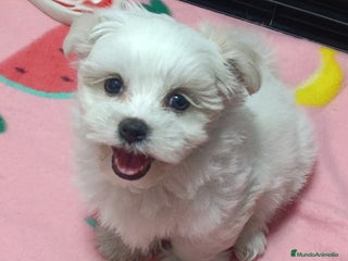 Bichón Maltés perros - Anuncio 12