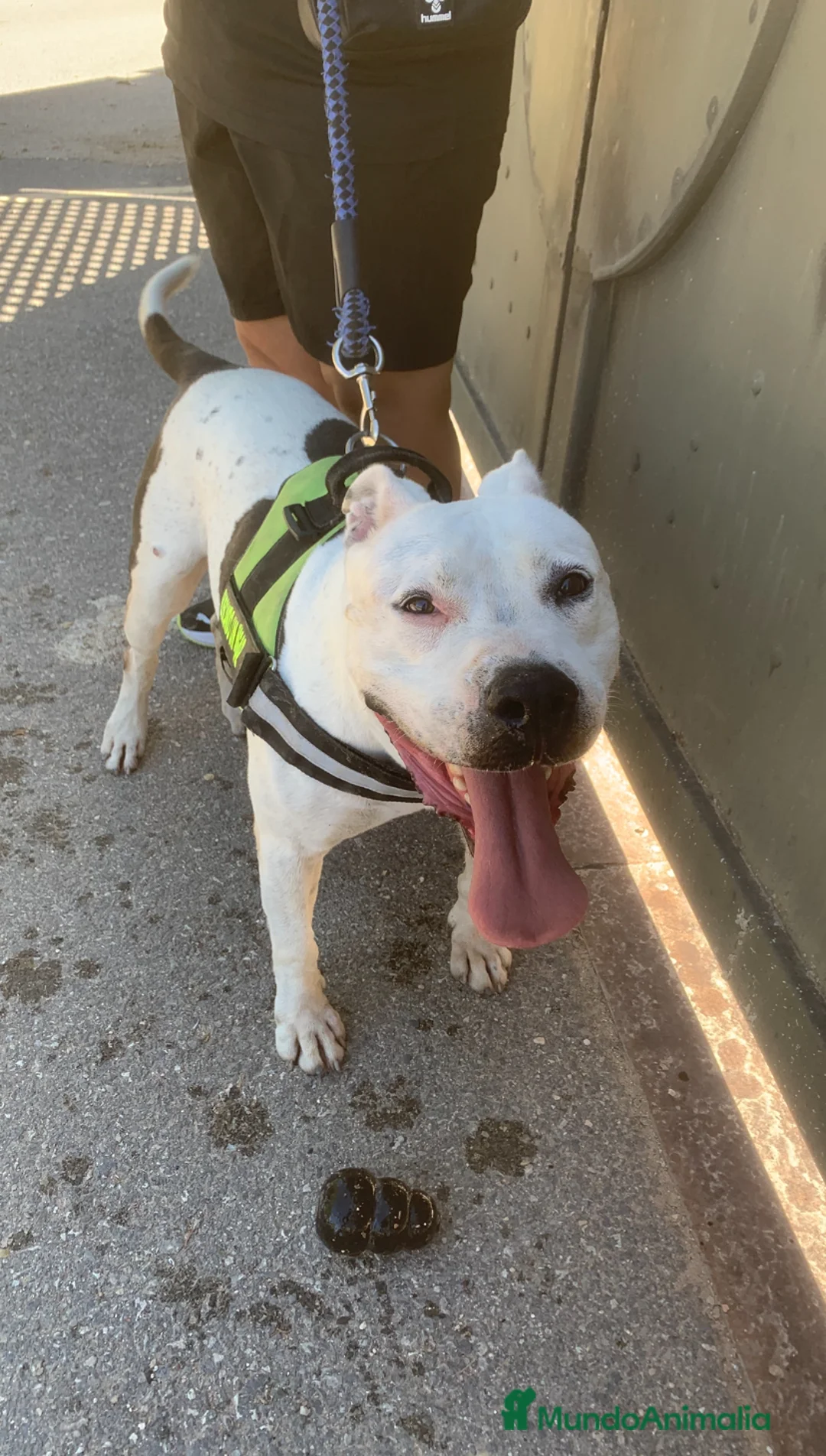 American Staffordshire-Terrier perros en adopcion: Aquiles ❤️ en Adopción  - Anuncio 1