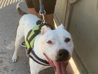 American Staffordshire-Terrier perros Aquiles ❤️ en Adopción - Anuncio 1