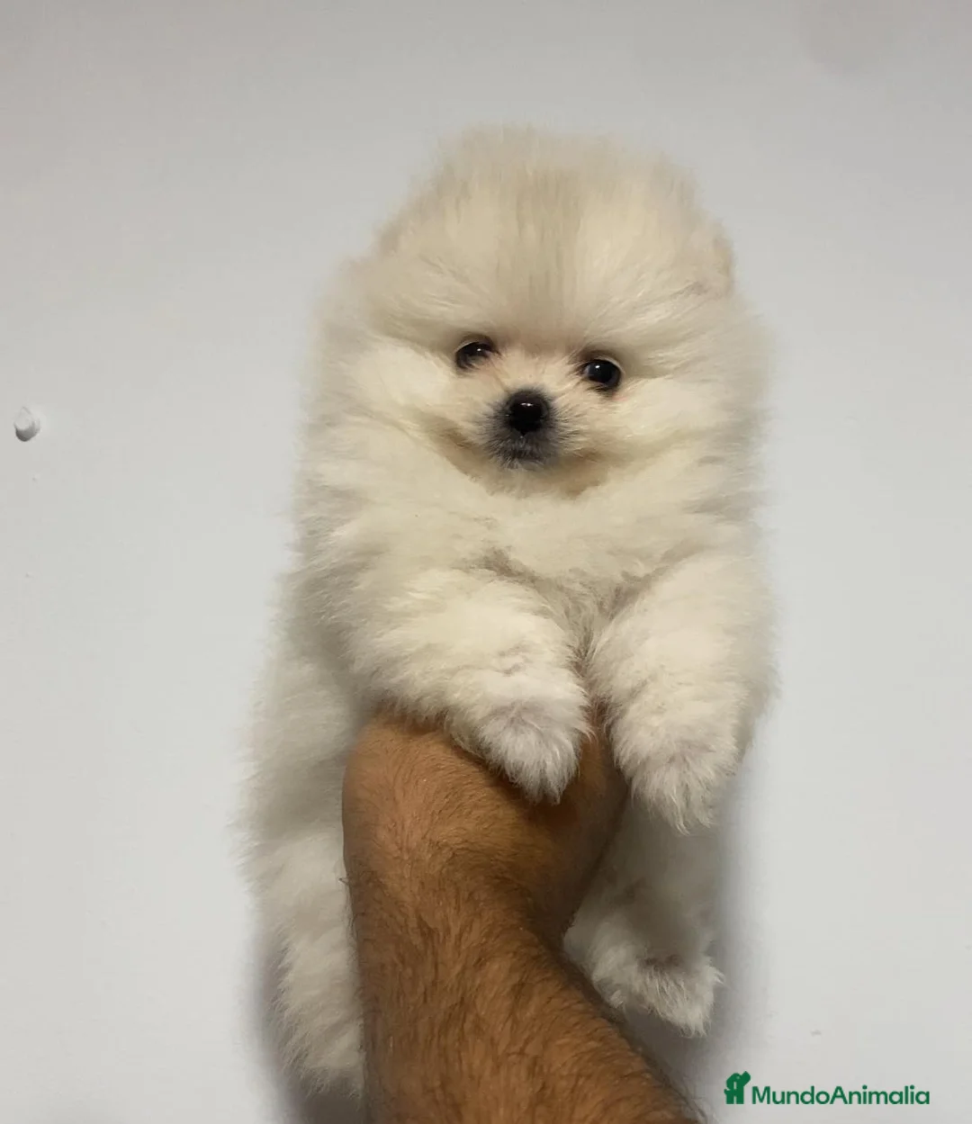 Pomerania perros en venta: Pomerania Toy - Anuncio 2