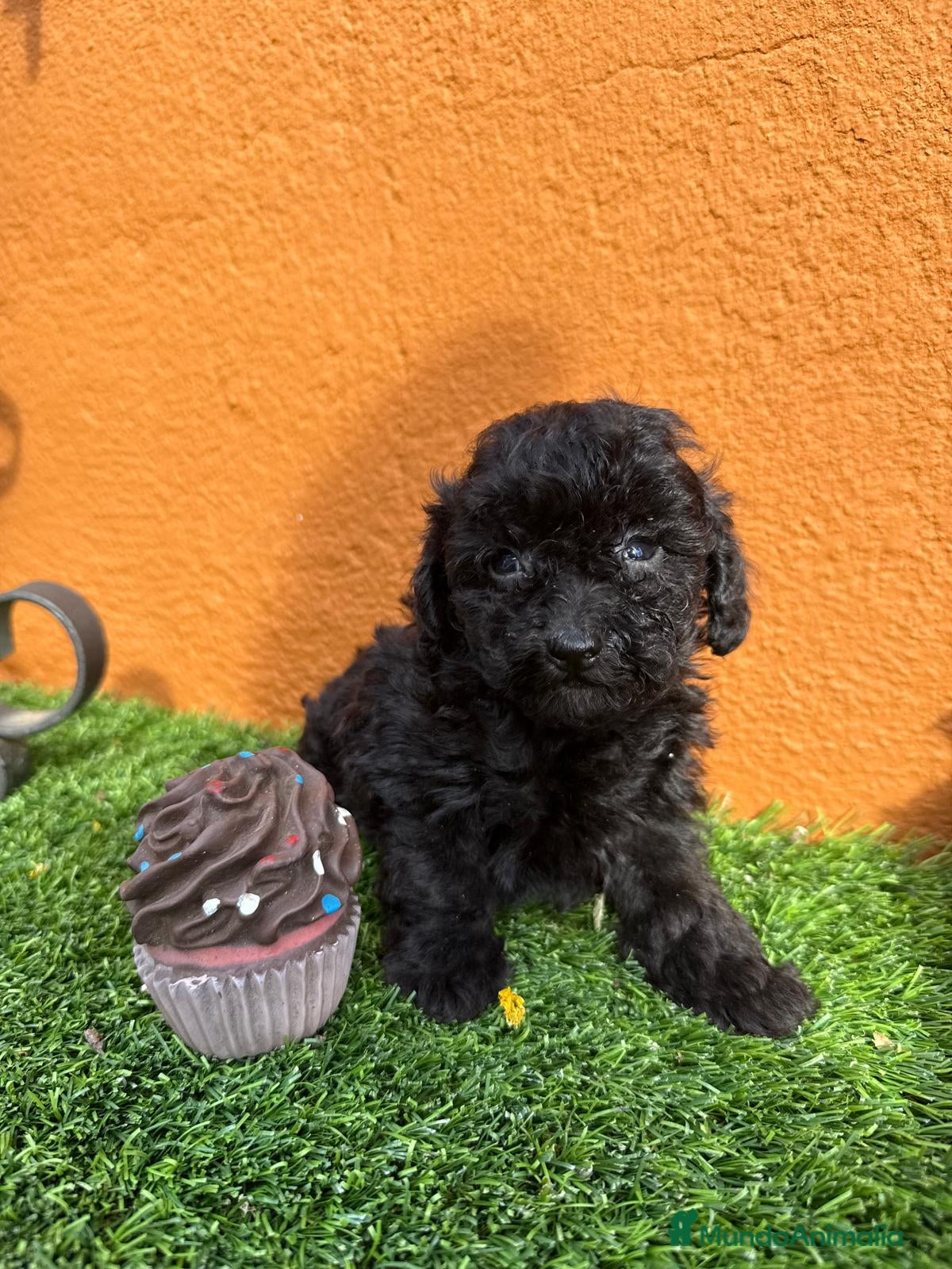 Caniche Enano perros CANICHE NEGRO - Anuncio 1
