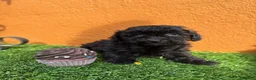 Caniche Enano perros en venta: CANICHE NEGRO - Anuncio 1