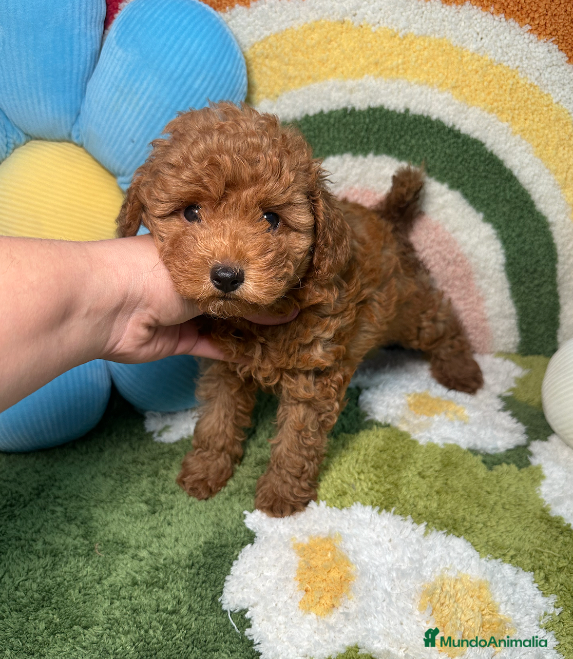 Caniche Toy perros Caniche Toy - Anuncio 1