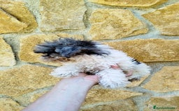 Maltipoo perros en venta: Maltipoo merle  - Imagen 2