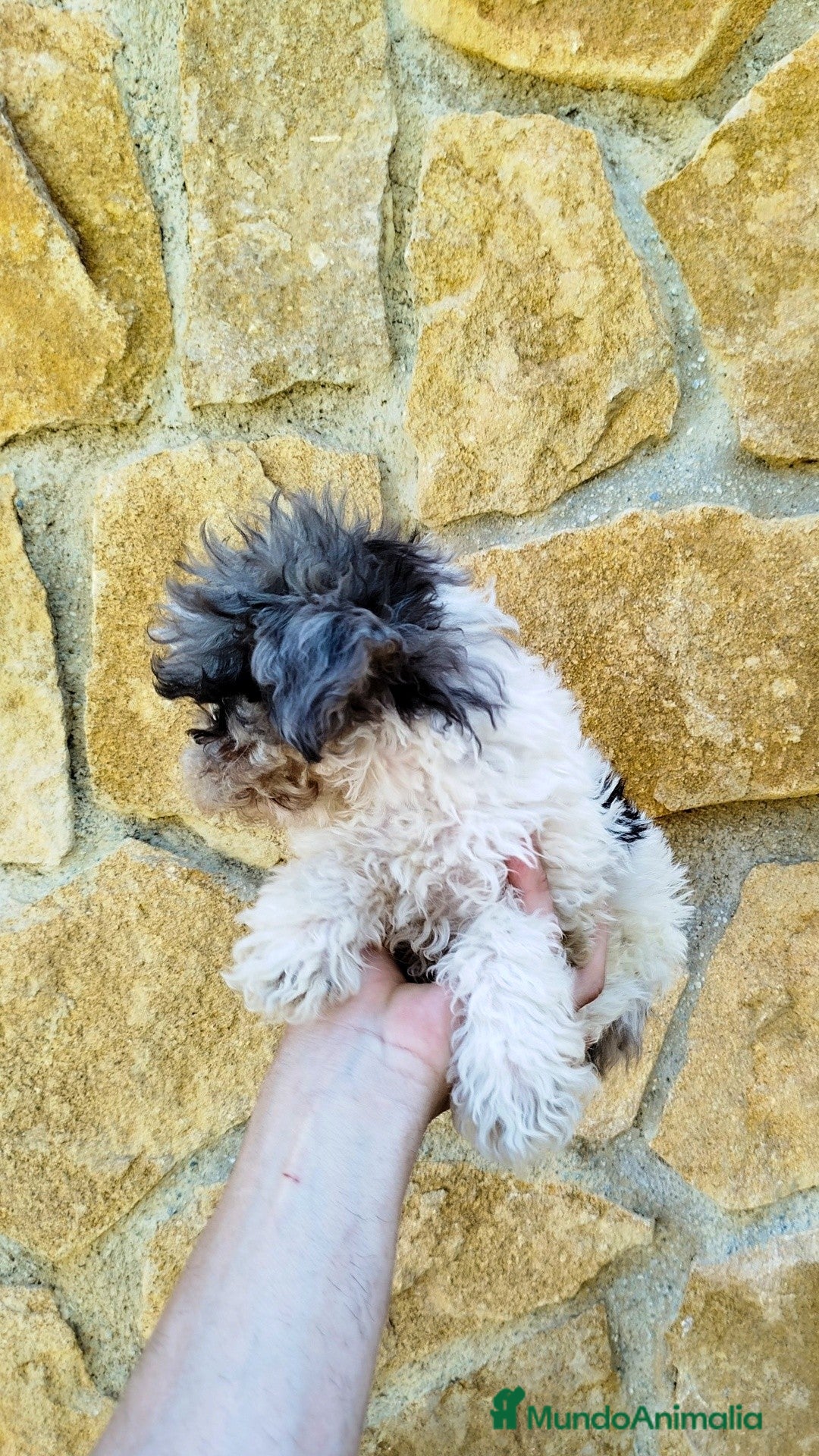 Maltipoo perros en venta: Maltipoo merle  - Imagen 2