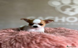 Chihuahua perros en venta: Chihuahua  - Imagen 3