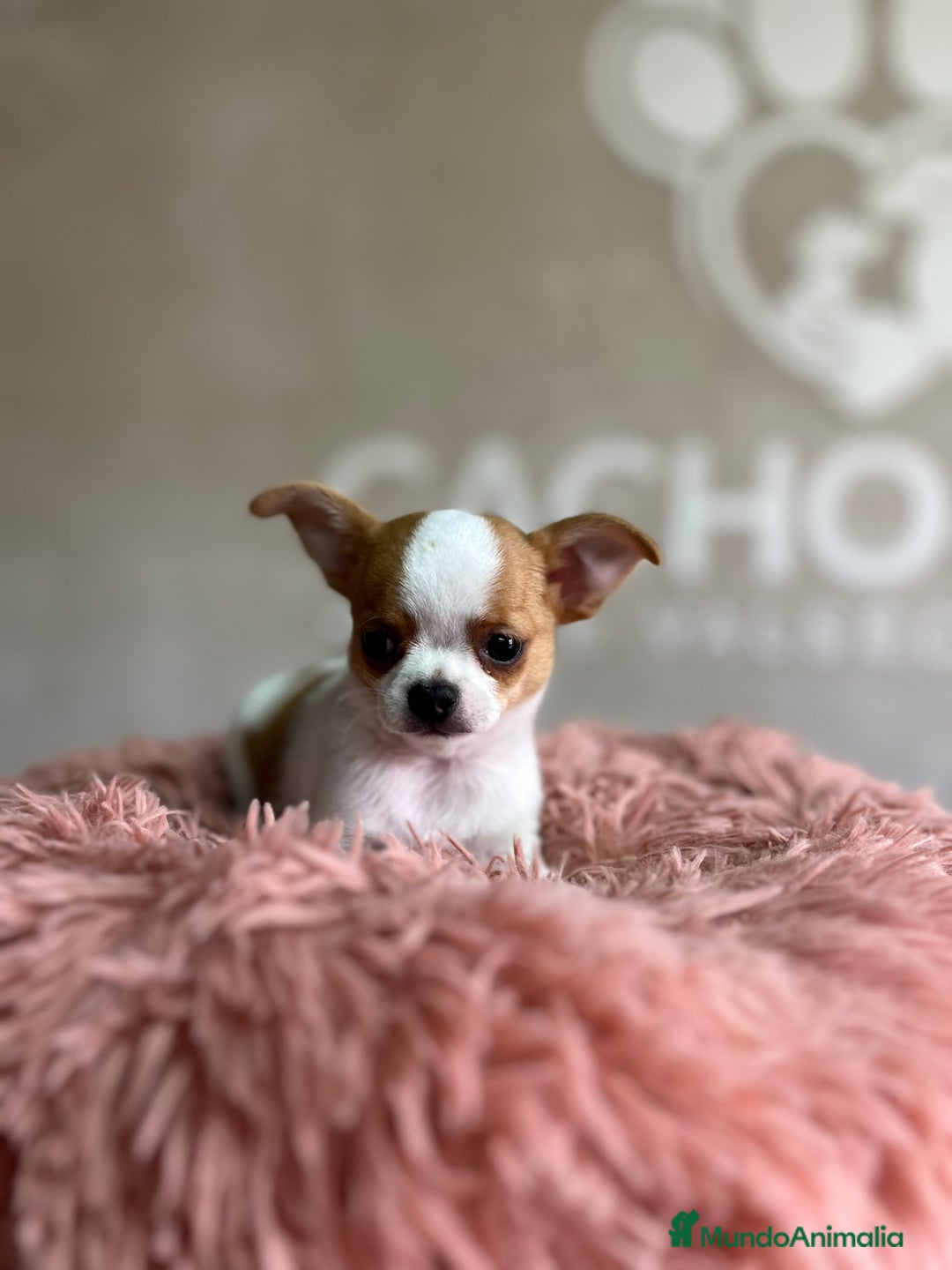 Chihuahua perros en venta: Chihuahua  - Imagen 3