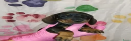 Teckel Miniatura perros en venta: Teckel  - Anuncio 4