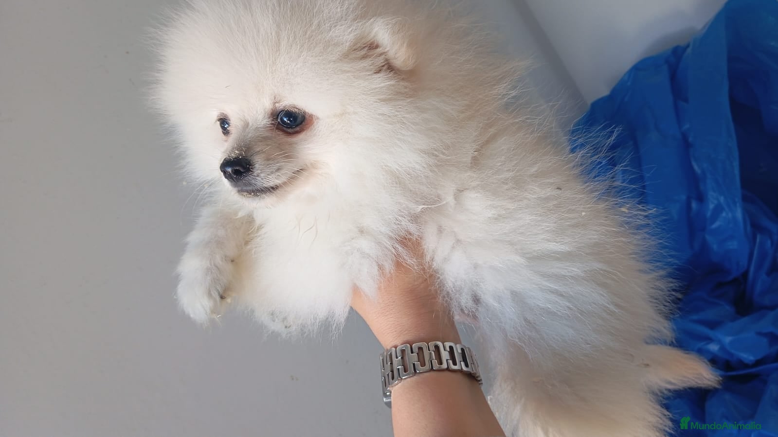 Pomerania perros Pomerania Mini  - Anuncio 6