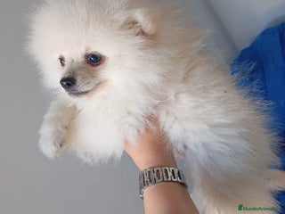 Pomerania perros Pomerania Mini - Anuncio 6