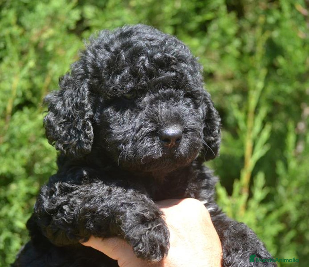 Perro de Agua Español perros en venta: Cachorro macho de perro de agua español - Imagen 1