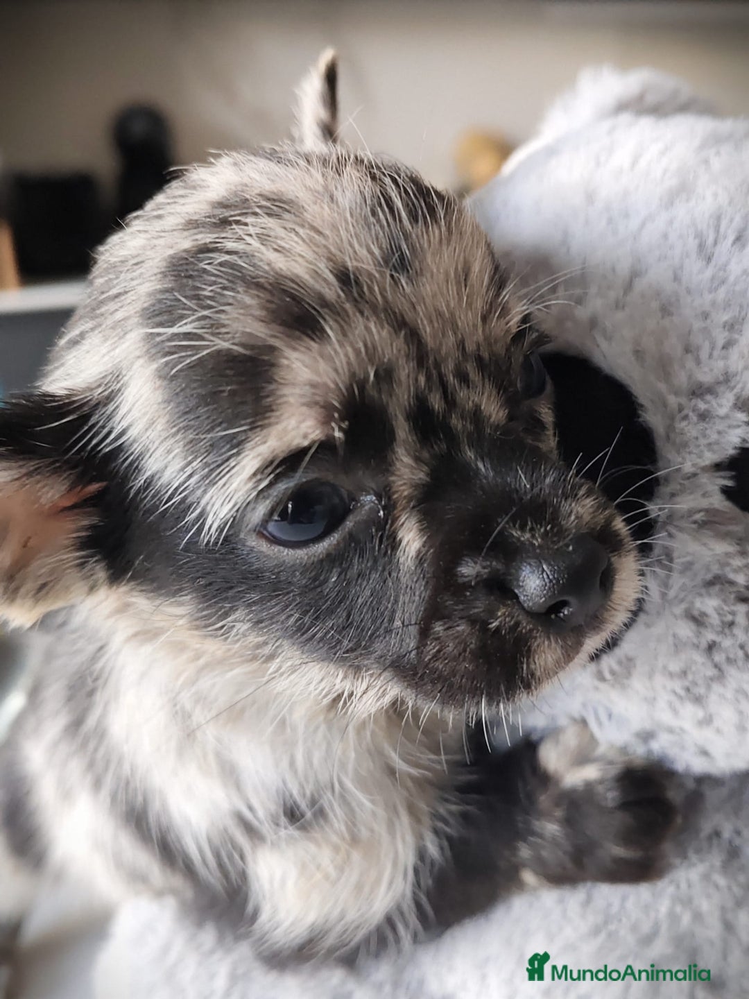 Chihuahua perros en venta: Chihuahua macho merle Toy  - Anuncio 8