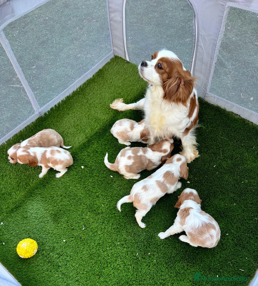 Cavalier King Charles Spaniel perros en venta: Cavalier king - Anuncio 3