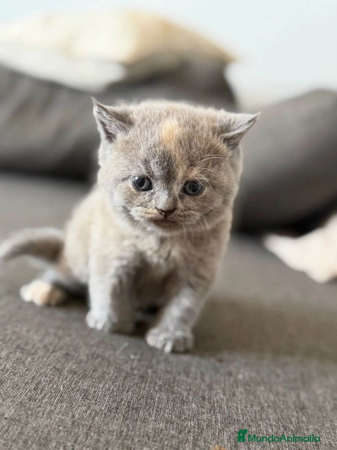 Británico de Pelo Corto gatos en venta: British  - Anuncio 5