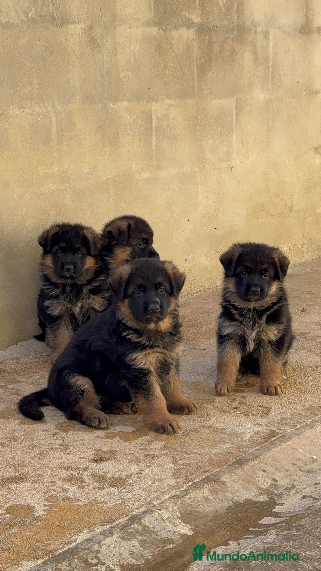 Pastor Alemán perros CACHORROS DE PASTOR ALEMÁN DE PELO LARGO - Anuncio 2