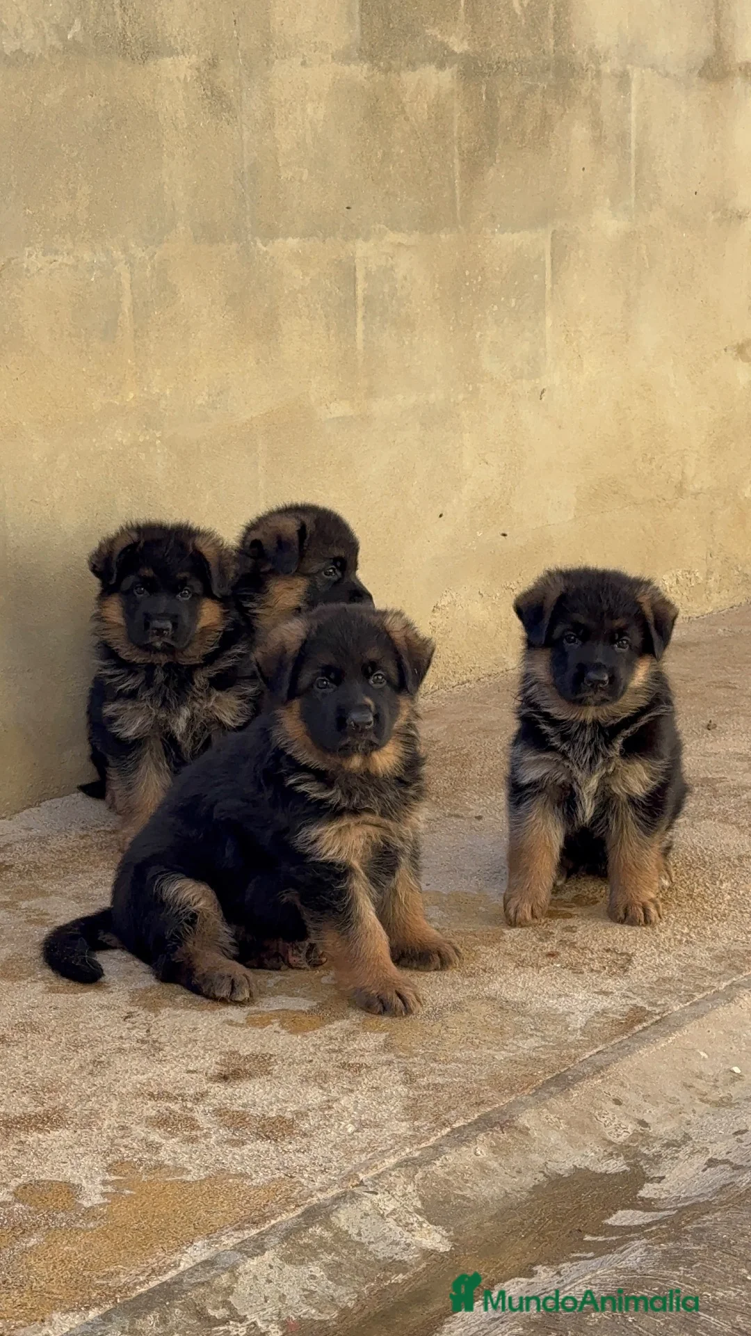 Pastor Alemán perros en venta: CACHORROS DE PASTOR ALEMÁN DE PELO LARGO - Anuncio 2