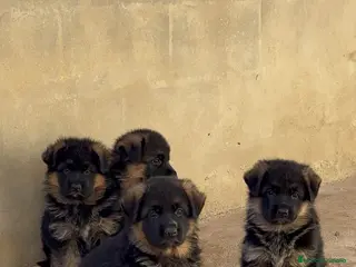 Pastor Alemán perros CACHORROS DE PASTOR ALEMÁN DE PELO LARGO - Anuncio 2
