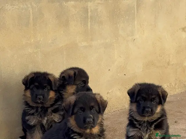Pastor Alemán perros CACHORROS DE PASTOR ALEMÁN DE PELO LARGO - Anuncio 2