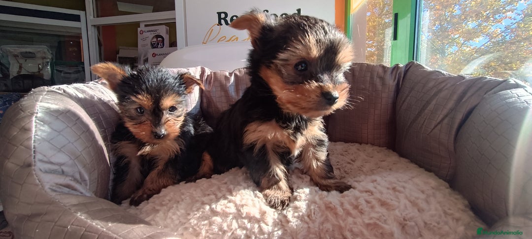 Yorkshire Terrier perros en venta: Cachorros de Yorkshire  - Anuncio 13