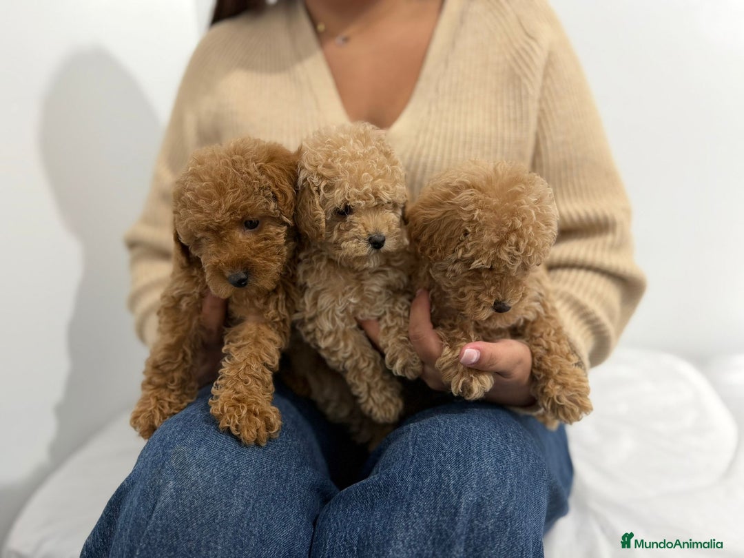 Caniche Toy perros en venta: Caniche toy - Anuncio 4