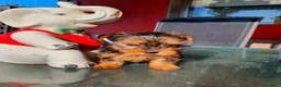 Yorkshire Terrier perros en venta: Yorkshire mini  - Anuncio 3
