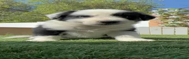 Border Collie 1