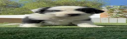 Border Collie perros en venta: BORDER COLLIE HEMBRA - Anuncio 2
