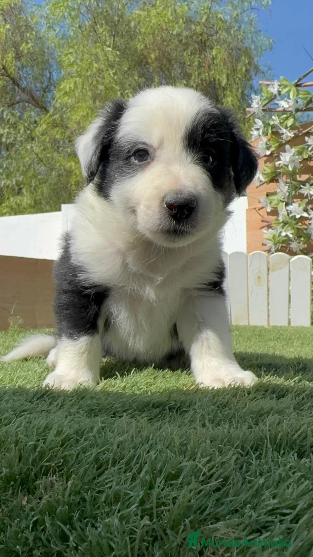 Border Collie perros en venta: BORDER COLLIE HEMBRA - Anuncio 2