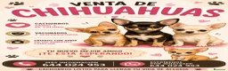 Chihuahua perros en venta: Chihuahua - Anuncio 1