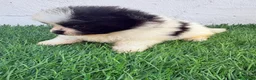 Pomerania perros en venta: Pomerania - Anuncio 15