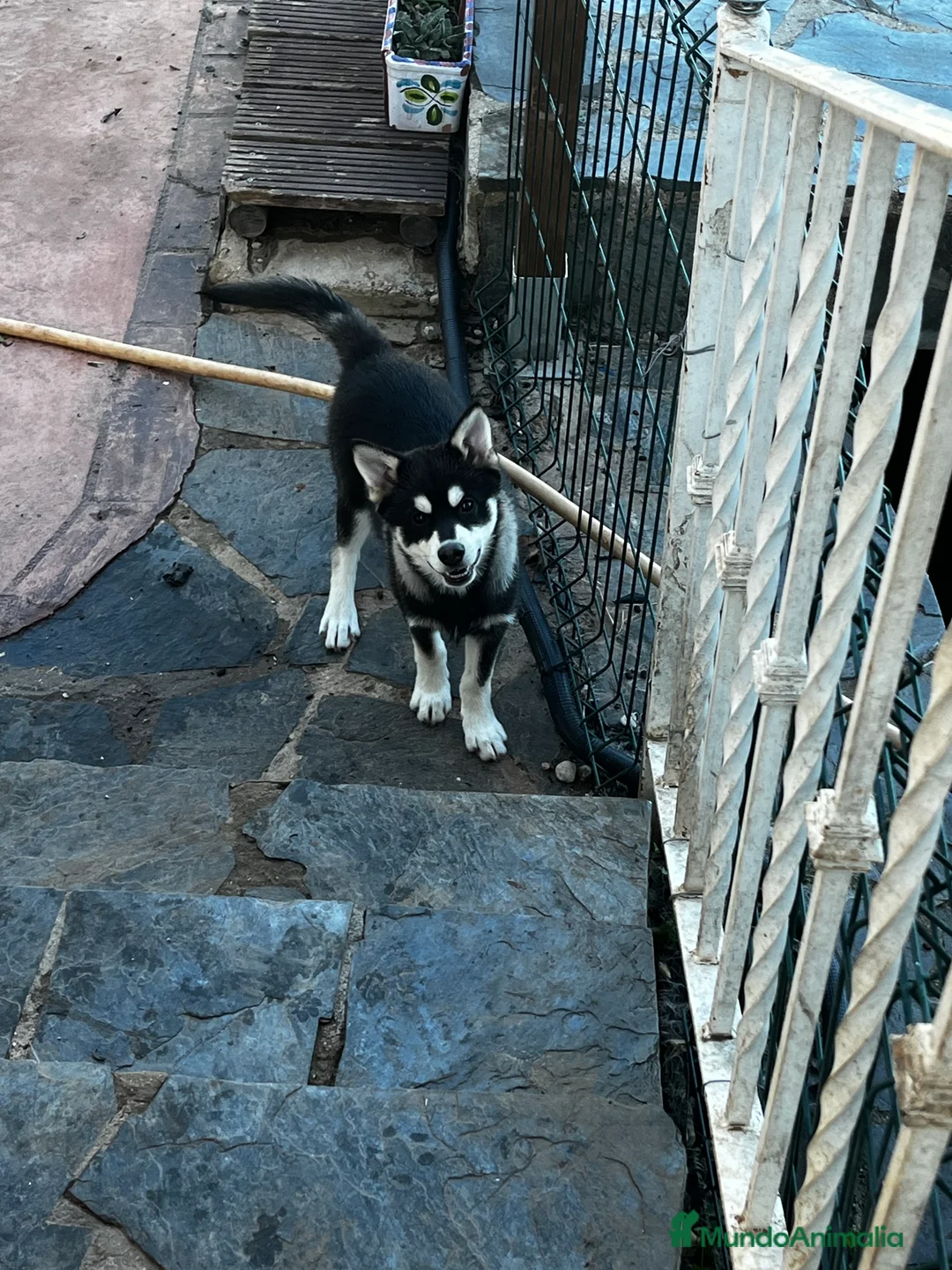 Pomsky perros en venta: Pomsky miniatura multigeneracional  - Anuncio 3