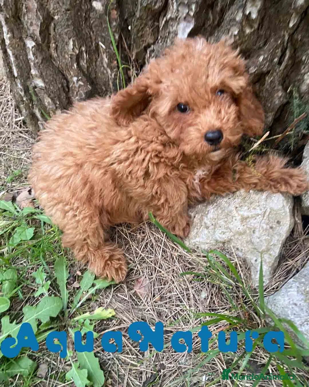 Caniche Enano perros en venta: Caniche Macho de Bella y Can 2021 AQUANATURA - Anuncio 2