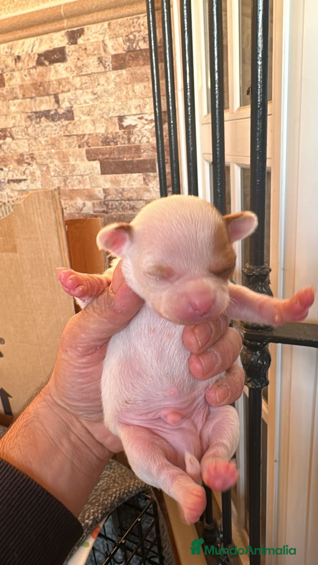 Chihuahua perros en venta: CHIHUAHUA - Anuncio 3