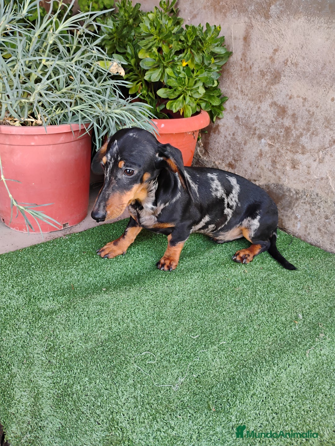 Teckel perros en venta: Cachorro macho teckel arlequín plata  - Anuncio 4