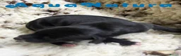 Pequeño Lebrel Italiano perros en venta:  Camada Lebrel Italiano de BN y Omega - AQUANATURA en Barcelona - Anuncio 4