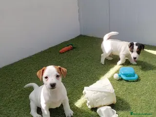 Jack Russell Terrier perros jack russell - Anuncio 2