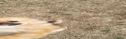 Pomerania perros en venta: Pomerañia toy - Anuncio 4