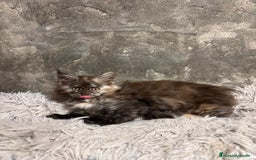 Maine Coon gatos en venta: Maine Coon Black Humo - Imagen 10