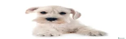Schnauzer Miniatura perros en venta: Schnauzer miniatura blanco - Anuncio 1