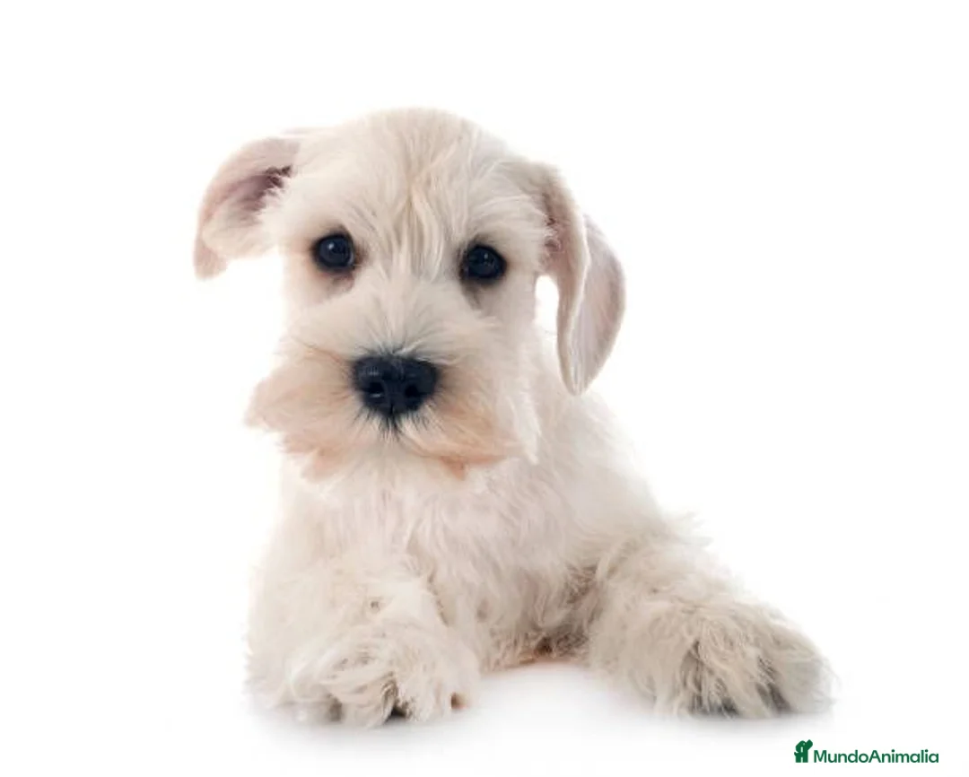 Schnauzer Miniatura perros en venta: Schnauzer miniatura blanco - Anuncio 1