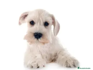 Schnauzer Miniatura perros Schnauzer miniatura blanco - Anuncio 1