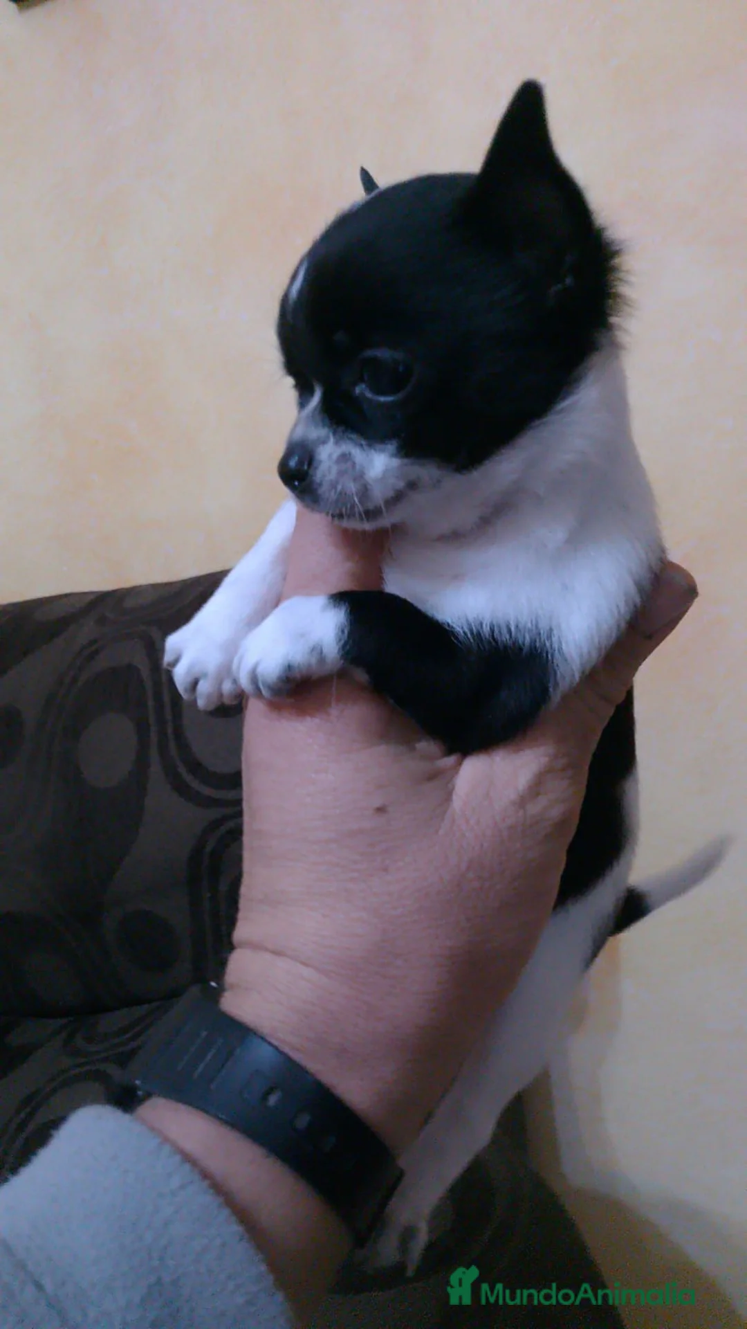 Chihuahua perros en venta: Chihuhuas toy - Anuncio 7