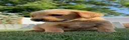 Labrador Retriever perros en venta: LABRADOR RETRIEVER  - Anuncio 14