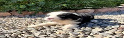 Border Collie perros en venta: BORDER COLLIE - Anuncio 2